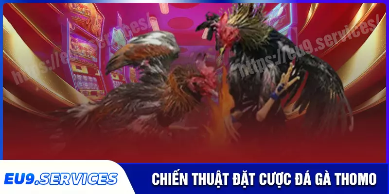 Chiến thuật đặt cược đá gà thomo tại eu9 Chiến thuật đặt cược đá gà thomo tại eu9
