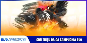 Đá gà Campuchia - Game giải trí đẳng cấp hàng đầu tại EU9