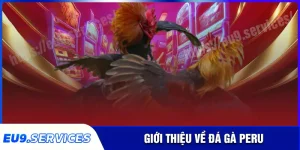 Đá gà Peru - Cá cược đầy thách thức và kịch tính