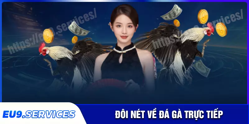 Đá gà trực tiếp - Nơi săn thưởng những chiến kê hàng đầu